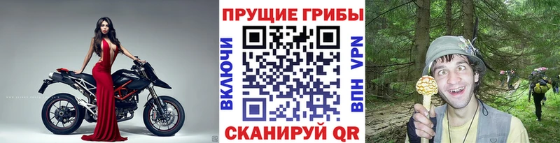 Псилоцибиновые грибы Psilocybine cubensis  Партизанск 